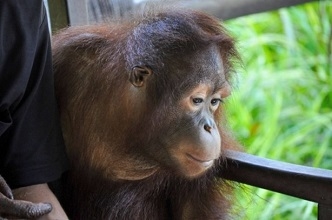 Orangutan holding on to a human's arm